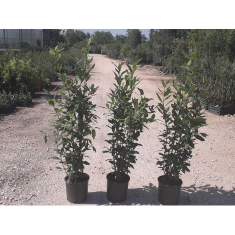 N.2 PIANTE DI ALLORO VASO 20 altezza cm 65/70 cm (foto reali)