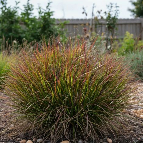 Herbe aux écouvillons WINDY® 'Simonette', Pennisetum/Godet - 5/20 cm
