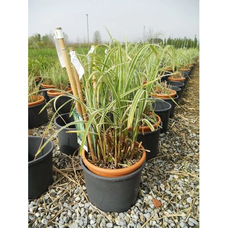 Gardenaria Miscanthus sinensis 'Variegatus' - Graminacea ornamentale da esterno - Altezza: 60 cm (vaso 17)