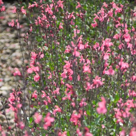 Sauge d'automne Mirage™ Soft Pink/Pot de 5L - 40/60 cm (1/3)