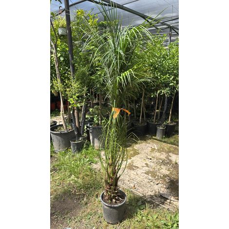 Vivaio Garden Forest – Palmier nain Phoenix Roebelenii V26 – feuillage vert foncé – pour jardins, terrasses et abords de piscine – plante ornementale résistante