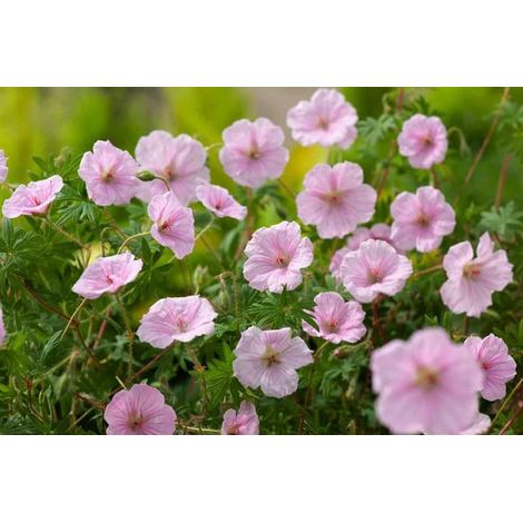 Géranium strié - Lot de 12 - Géranium à feuilles de striée - Pot P9 - Fleur rose