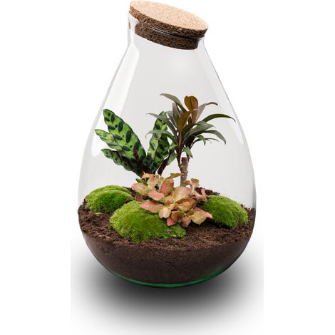 Terrarium Plante DIY Écosystème Fermé Drop XL avec Palmier et Plantes en Verre Ø 24 cm H 37 cm - PANGIVO (1/3)