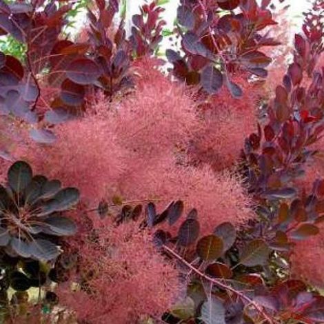 Arbre à perruque 'Royal Purple' - 40-60 cm pot