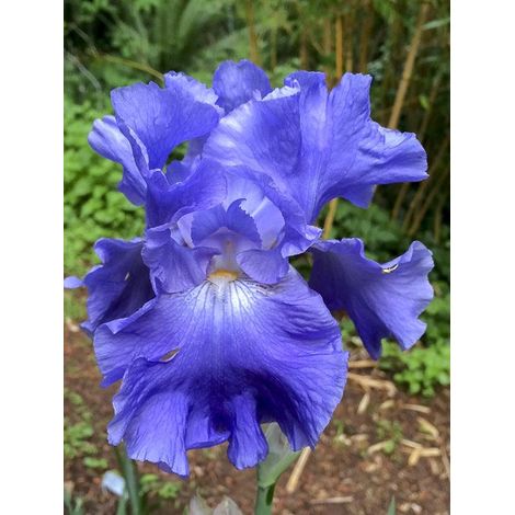 Iris des jardins 'Yaquina Blue' Rhizome, Calibre 10/15, qualité extra (1/2)