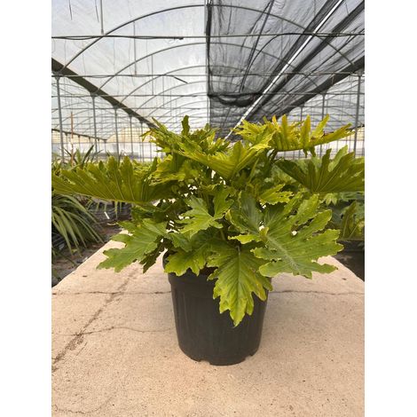 PHILODENDRON SELLOUM SHANGRI-LA POT 45