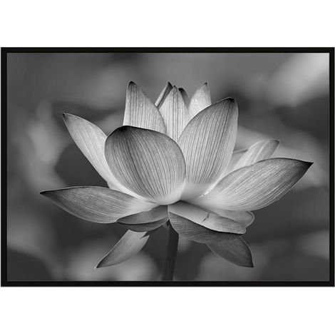 Póster con marco 53x73 cm Flor P1043 (1/3)