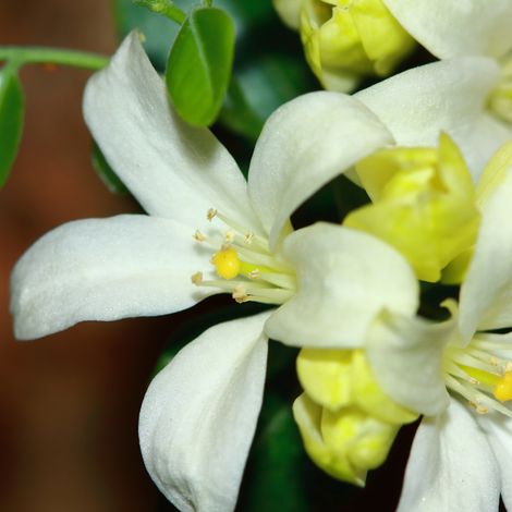 Seringat - Philadelphus Lemoinei 3L (1/4)