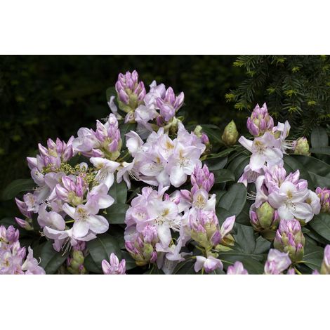 Rhododendron-Hybride 'Gomer Waterer' Rhododendron Hybr.'Gomer Waterer' C 5 30- 40 (1/5)