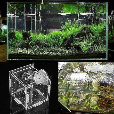 Boîte d'élevage pour poissons, petit incubateur d'aquarium avec ventouse pour crevettes nouveau-nées (1/4)