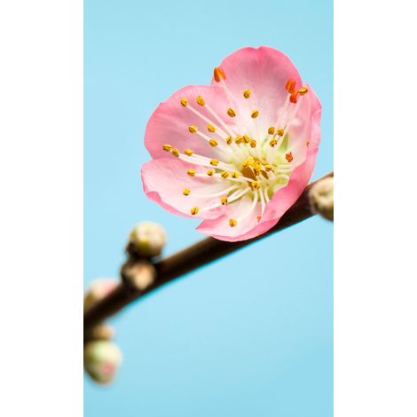 Papier peint panoramique naturel Fleur de Pêcher (1/2)