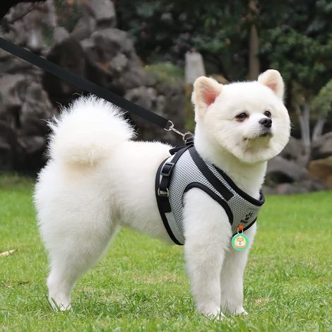 Harnais pour chat et petit chien avec laisse réglable et collier réfléchissant ensemble de promenade confortable (1/5)