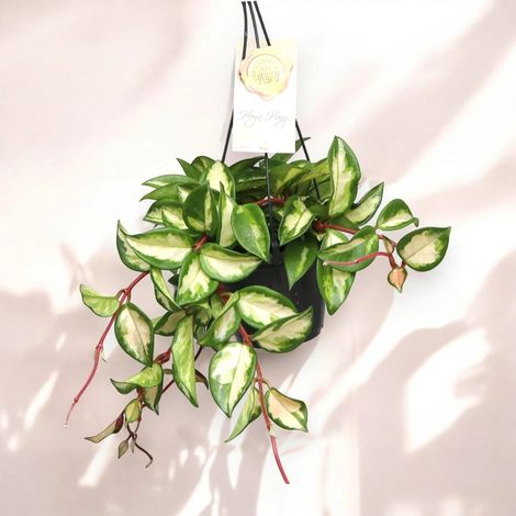 Gardenaria Hoya carnosa 'Tricolor' - Pianta da interno ornamentale - Altezza: 30 cm (vaso 14) (1/5)