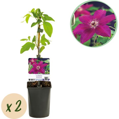Clématite Westerplatte Plante Grimpante à Fleurs Violettes et Blanches - Lot de 2 - Pot 11 cm - PANGIVO (1/4)