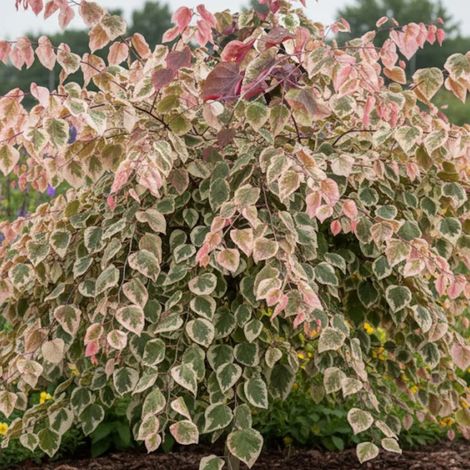 Cercis du Canada Carolina Sweetheart® NCCC1', Arbre de Judée, Gainier du Canada/Pot de 15L - Baliveau