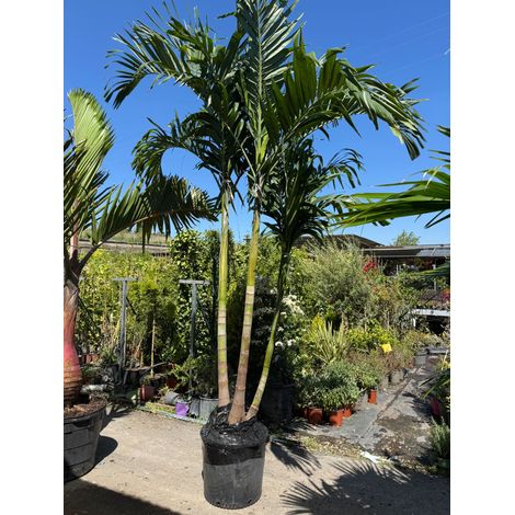 Adonidia merrillii Touffe H 3,5 m pot 45 – Palmier tropical ornemental