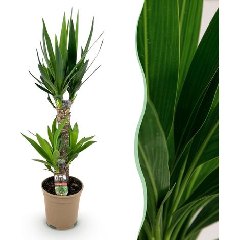 Yucca elephantipes Plante d'Intérieur Décorative Entretien Facile Vert Hauteur 75 cm Pot Ø 17 cm - PANGIVO (1/5)