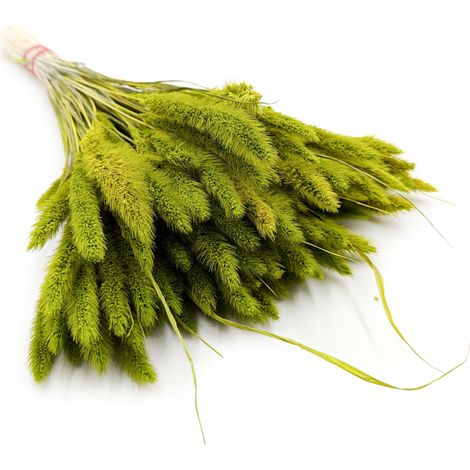 Setaria (Setarea) Verde chiaro - bouquet