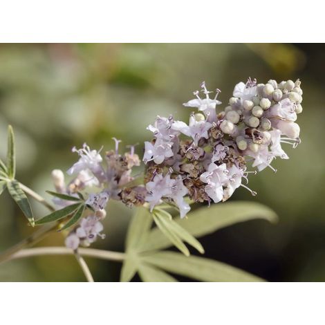 Gardenaria Vitex agnus-castus 'Galactic Pink' - Arbusto ornamentale da giardino - Altezza: 40/50 cm (vaso18) (1/5)