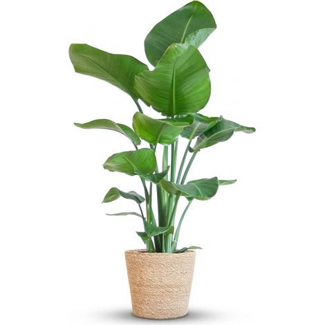 Strelitzia Nicolai Plante Oiseau de Paradis avec Panier en Jonc de Mer Naturel 80 cm Ø21 cm - PANGIVO (1/4)