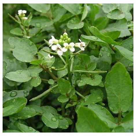 Cresson de fontaine à large feuille – Semis de mars à juin – Plante aquatique pour sol très humide – Riche en vitamines C – 2g – Graines Bocquet