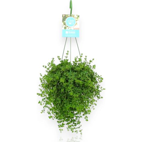 Gardenaria Peperomia 'Isabelle' - Pianta da interno ornamentale - Altezza: 30 cm (vaso 14) (1/5)
