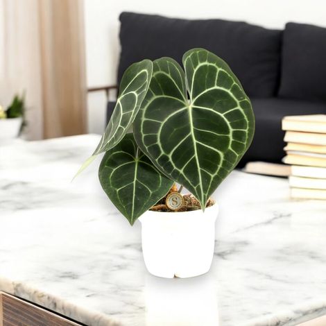 Gardenaria Anthurium clarinervium - Pianta da interno ornamentale - Altezza: 30 cm (vaso 12) (1/5)