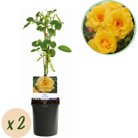 Rosier Grimpant Rosa Spring Queen - Lot de 2 Plantes à Fleurs Jaunes - Pot 11cm - Hauteur 40cm - PANGIVO (1/4)