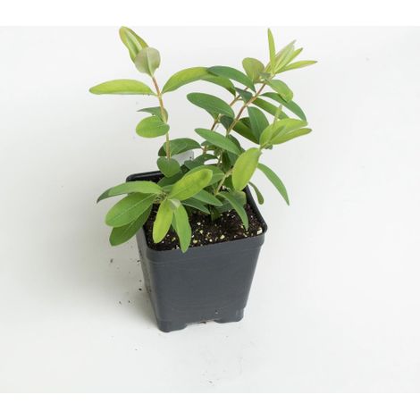 Iperico calicino "Hypericum calycinum" Erba di San Giovanni pianta in vaso 7x7 cm (1/5)