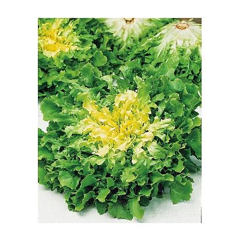 CHICOREE SCAROLE BATAVIA AMELIOREE - 3 G