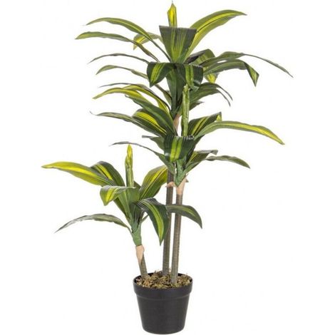 Planta drácena en maceta 88 cm 43 hojas (1/2)