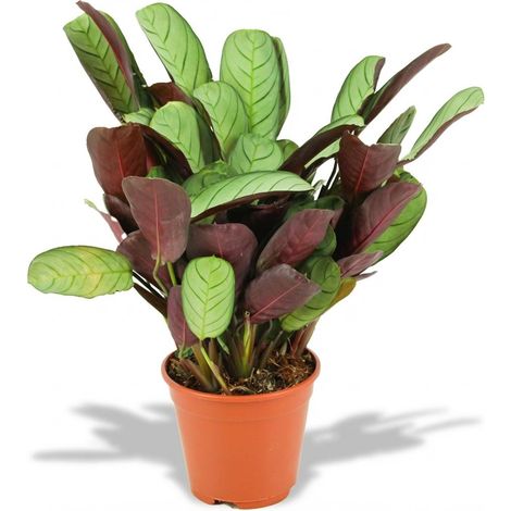 Ctenanthe Amagris - Plante d'Intérieur Décorative - Feuilles Gris-Vert et Violet - Ø 14 cm 35-40 cm - PANGIVO (1/4)