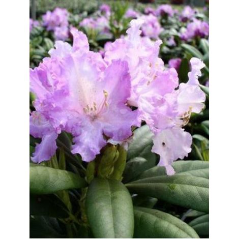 Rhododendron yakushimanum 'Caroline Allbrook' Pot de 2L/3L (1/2)