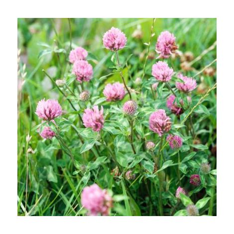 Trèfle hybride Aurora 1 kg – Semences fourragères pour sols difficiles – Résistant à l'asphyxie – Idéal pour terrains compacts – Fabre Graines
