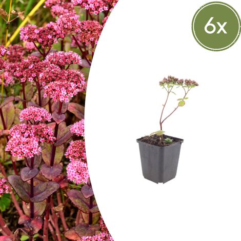 Lot de 6 Sedum 'Matrona' Plante Grasse Vivace Fleurs Rose Foncé Hauteur 10-25 cm Pot Ø 9 cm - PANGIVO (1/5)