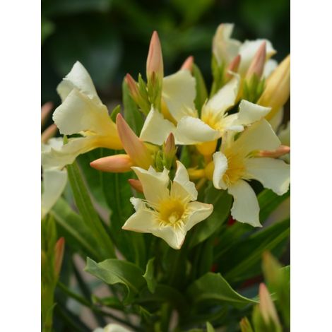 Laurier rose à fleurs jaunes Pot de 12L/15L (1/3)