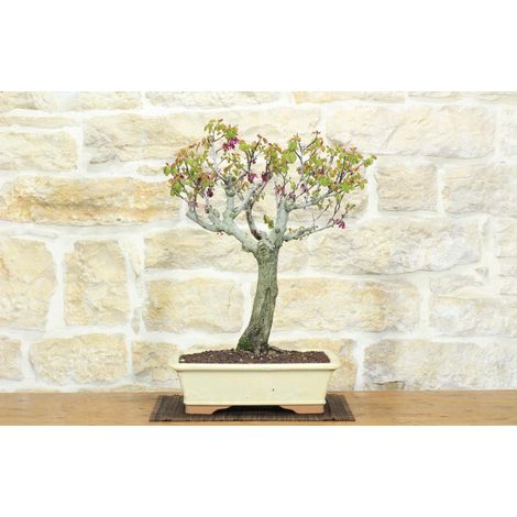 Bonsai di Cercis - Albero di Giuda (75) (1/5)
