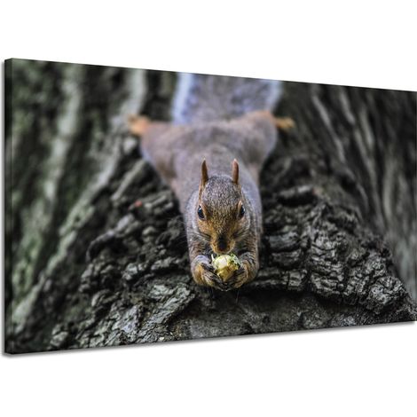 Impression sur toile Animaux Écureuil Arbre 120x70 (1/4)