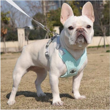 Harnais pour chien de petite et moyenne taille avec laisse, harnais réfléchissant réglable, harnais rembourré anti-fuite pour chiot, adapté à la marche et à la course, 1 paquet (1/4)