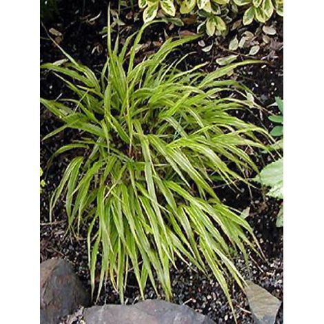 Herbe du Japon 'Albostriata' Godet de 8/9 cm (1/3)