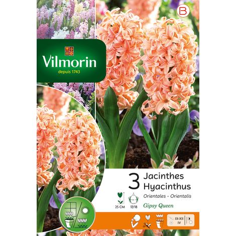 Vilmorin Jacinthe Gipsy Queen (x3) (1/2)