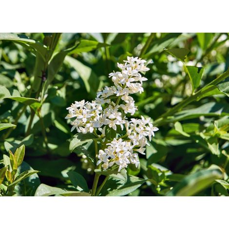 Ligustro sinense "Ligustrum sinensis" pianta da siepe in vaso 2 lt h. 50/80 cm