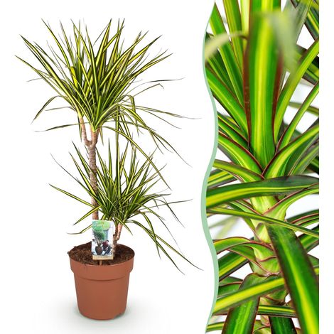 Dracaena Sunray Plante d'intérieur Sang de Dragon Décorative Vert et Jaune Pot 21cm 90-100cm - PANGIVO (1/5)
