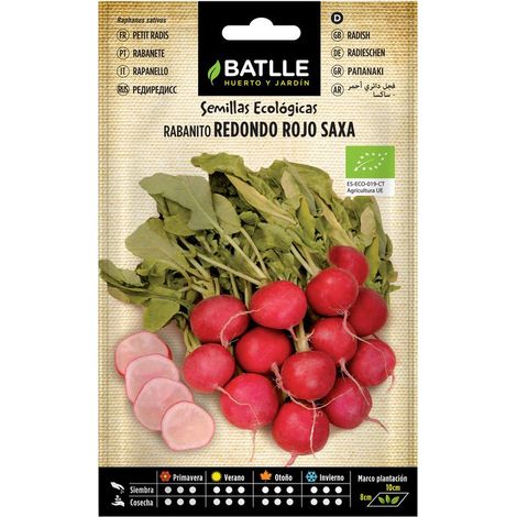 Graines Bio De Radis Rond Rouge Saxa