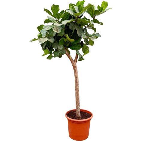 Ficus Lyrata Figuier Lyre Plante Verte d'Intérieur Grandes Feuilles Vertes 230 cm ø40-45 cm - PANGIVO (1/4)