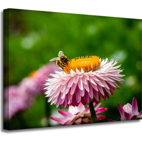 Leinwanddruck Biene auf einem Gänseblümchen 40x30 cm