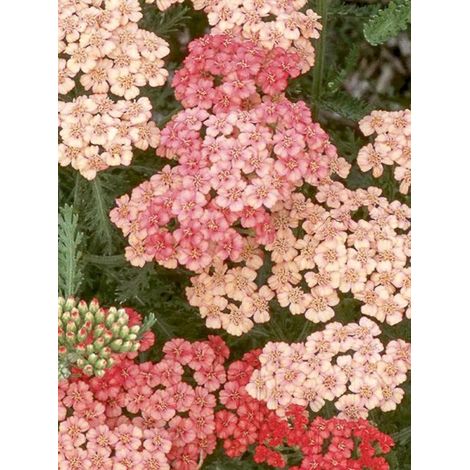 Achillée millefeuille 'Apricot Delight' Godet de 8/9 cm (1/4)