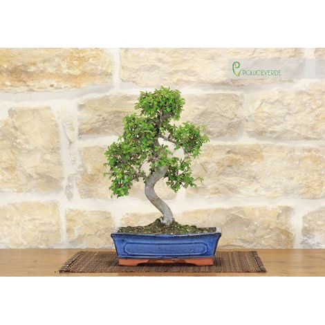 Bonsai di Olmo cinese vaso cm. 25 (1/3)