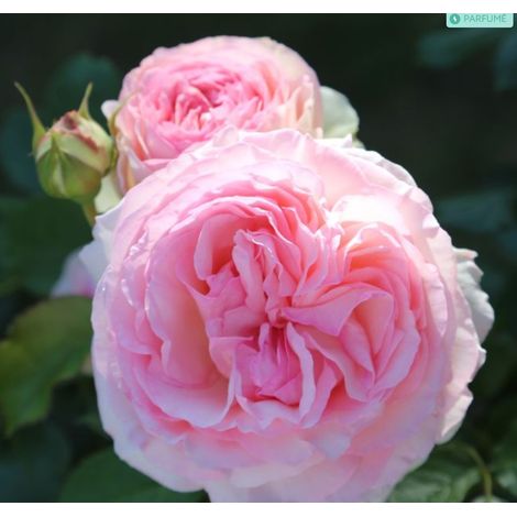 Rosa PIERRE DE RONSARD ® Meiviolin (1/5)