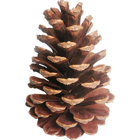 Pinecone - Natural Dried Pine Cones For Crafts And Home Decoration - Autumn Winter Wedding Christmas Ornament - 3 5 To 5 Inches - 70 G